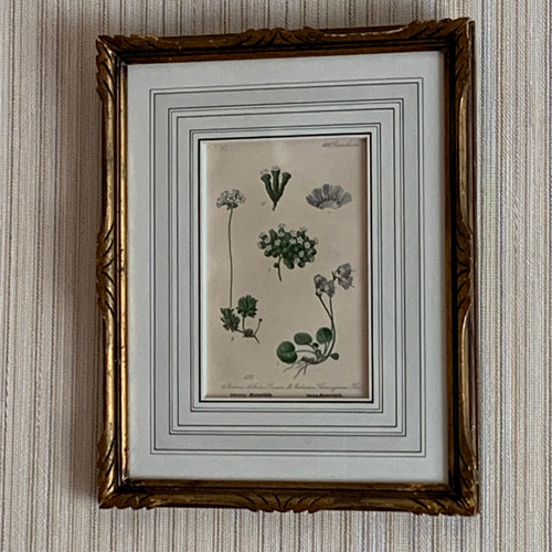 ボタニカルの版画のフランス額装 タペストリー・壁掛け RINFA