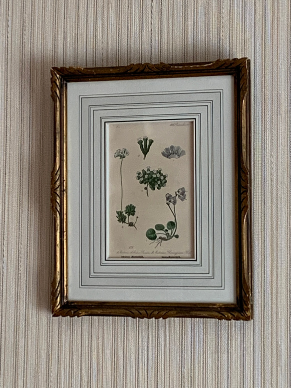 ボタニカルの版画のフランス額装 タペストリー・壁掛け RINFA 通販