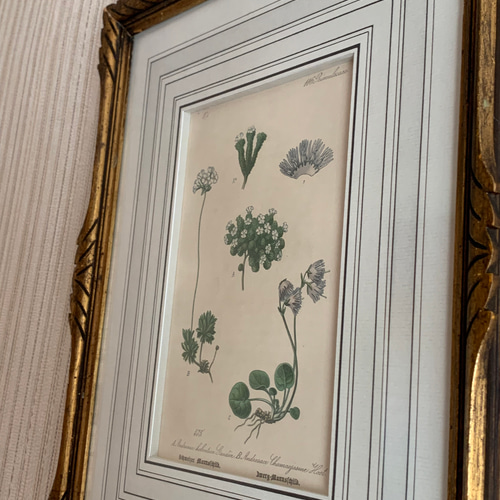 ボタニカルの版画のフランス額装 タペストリー・壁掛け RINFA 通販