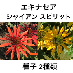 【限定】エキナセア シャイアンスピリット オレンジ赤系 黄色系 種子 各30粒 1枚目の画像