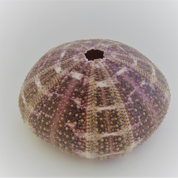［自然素材エコクラフト　貝殻］　no,70Ｂ　アルフォンスアーチン（ウニ殻） 　ナチュラル　濃淡 3枚目の画像