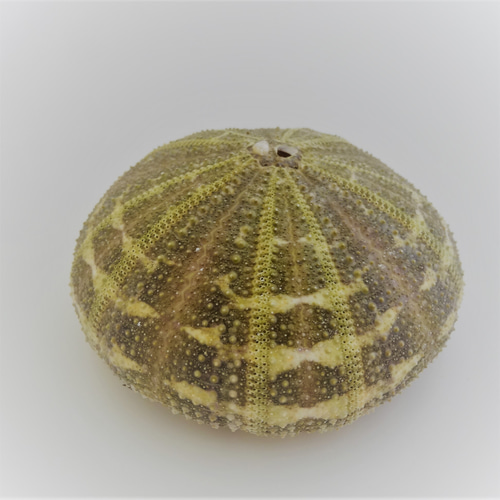 自然素材エコクラフト 貝殻］ no,70B アルフォンスアーチン（ウニ殻