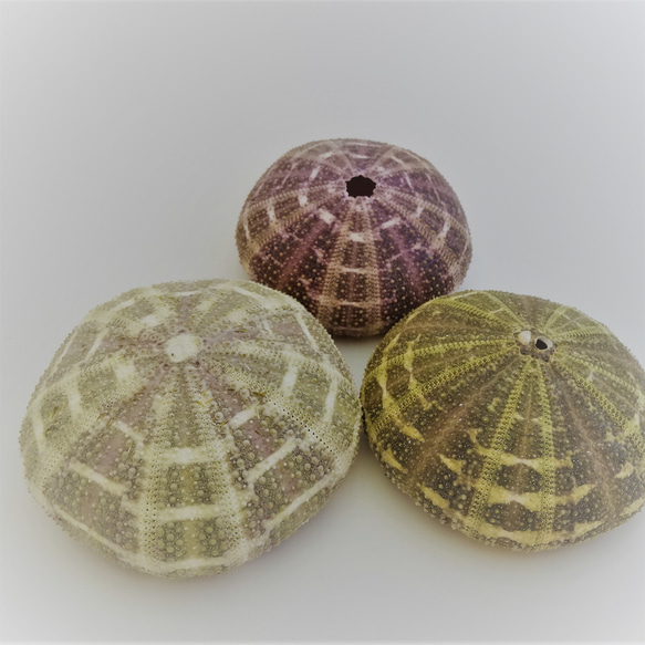 ［自然素材エコクラフト　貝殻］　no,70Ｂ　アルフォンスアーチン（ウニ殻） 　ナチュラル　濃淡 4枚目の画像