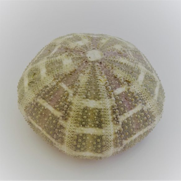 自然素材エコクラフト 貝殻］ no,70B アルフォンスアーチン（ウニ殻