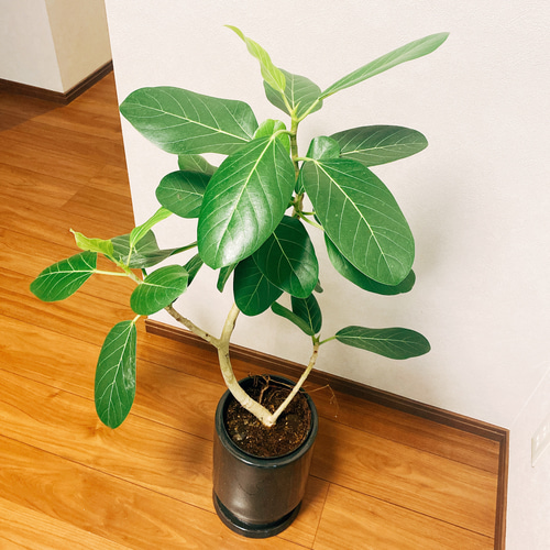 フィカス ベンガレンシス 陶器鉢植え 受け皿つき ゴムの木 観葉植物