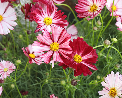 コスモスガーデニングさま専用★☆フエルアルバム 台紙 18セット☆★ コスモスガーデニングさま専用フエルアルバム 台紙 18セット