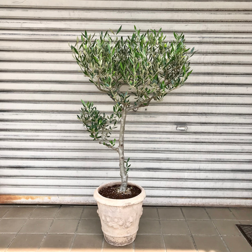 樹形抜群！ オリーブの木 souju コロネイキ モンテガロ アンティコ