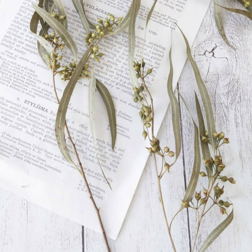 ドライフラワー★プロテアナナ&ユーカリニッコリ　大型リース★シンカルファ　存在感 ユーカリ・アフリカンニッコリーのドライフラワー 3本 ドライフラワー