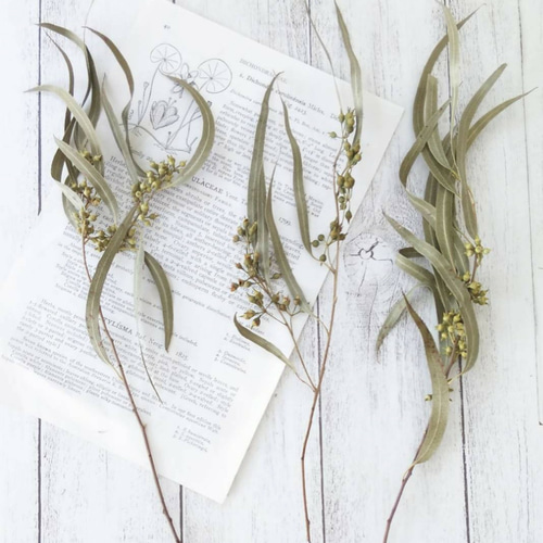 ユーカリ・アフリカンニッコリーのドライフラワー 3本 ドライフラワー