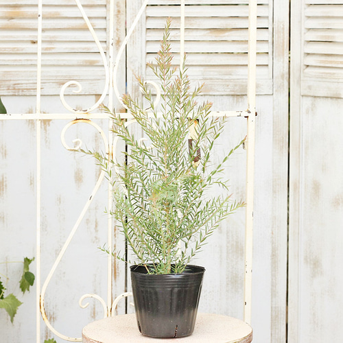 常緑樹 メラレウカ・レッドジェム 4.5号ポット 庭木樹木 シンボル