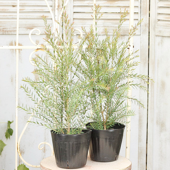 楽天市場】【現品発送】メラレウカ レッドジェム 樹高2.2m(鉢底から）9