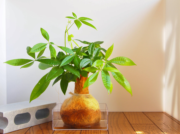 ＊観葉植物〜ヤシ玉のパキラ （Maloonシリーズ） 3枚目の画像