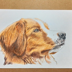 ペットの似顔絵(ハガキサイズ100mm×150mm) イラスト アトリエ雅夫 通販
