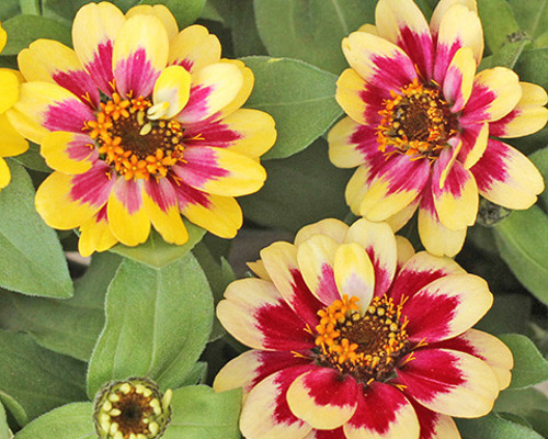 多肉の寄せ植え★flower bike フラワーバイク 赤色★ 𖧷 多肉植物の寄せ植え🌱 𓇠 𓇠 𓇠 𓇠 𓇠 𓇠 𓇠 𓇠 𓇠 𓇠 𓇠 𓇠