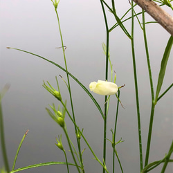 秋風吹く山野草の寄せ植え 8枚目の画像