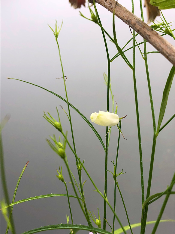 秋風吹く山野草の寄せ植え 8枚目の画像