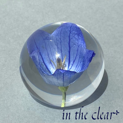 植物標本　桔梗　青　レジン　4センチ球体 5枚目の画像