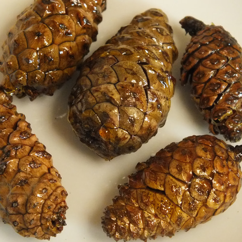 クリスマス用素材 松ぼっくり、木の実のカラ その他素材 工房谷川岳