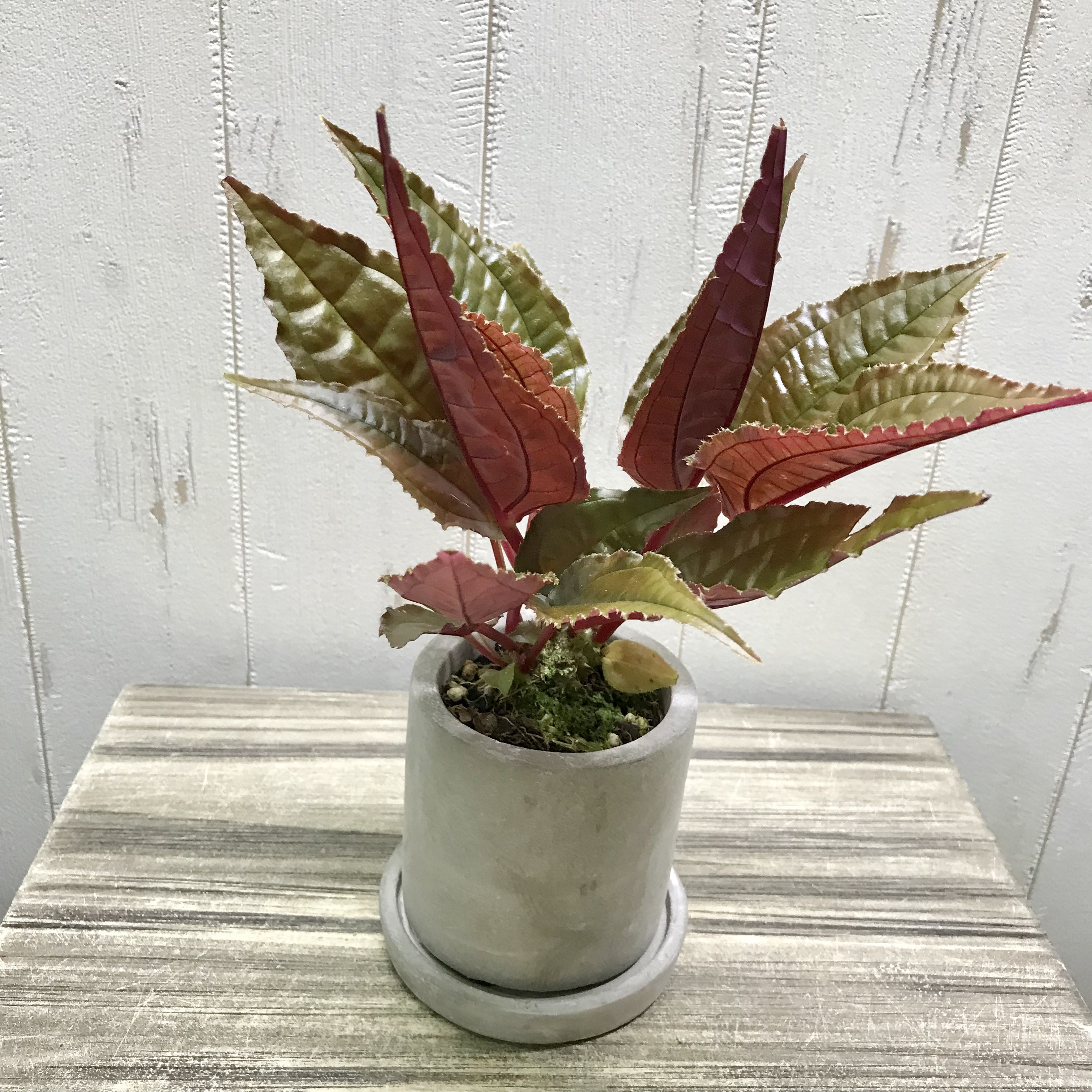 アリ植物♡ Monolena primuliflora モノレナ プリムリフローラ