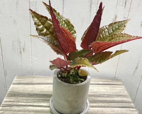 アリ植物♡ Monolena primuliflora モノレナ プリムリフローラ