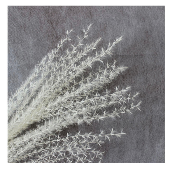 《ドライフラワー　花材》✴︎即納✴︎ 大地農園 ススキ パンパス系 ( ホワイト / チャコールグレー ) 穂　 2枚目の画像