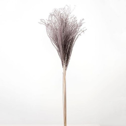 ドライフラワー 花材》✴︎即納✴︎ 大地農園 ススキ パンパス系