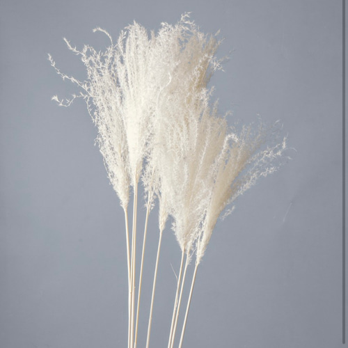 ドライフラワー 花材》✴︎即納✴︎ 大地農園 ススキ パンパス系