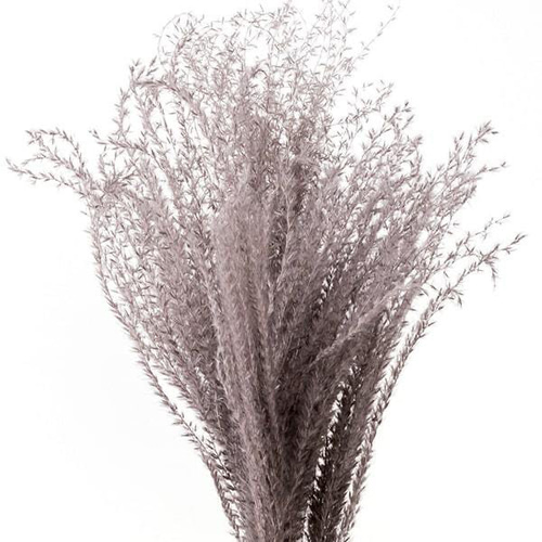 ドライフラワー 花材》✴︎即納✴︎ 大地農園 ススキ パンパス系