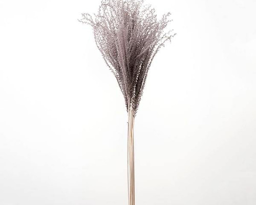 ドライフラワー 花材》✴︎即納✴︎ 大地農園 ススキ パンパス系
