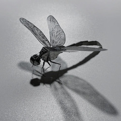 置物 昆虫モデル 1枚目の画像