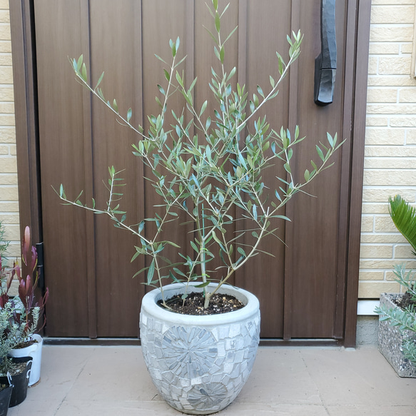 オリーブの木 エルグレコ 陶器鉢植え 苗 シンボルツリーインテリア