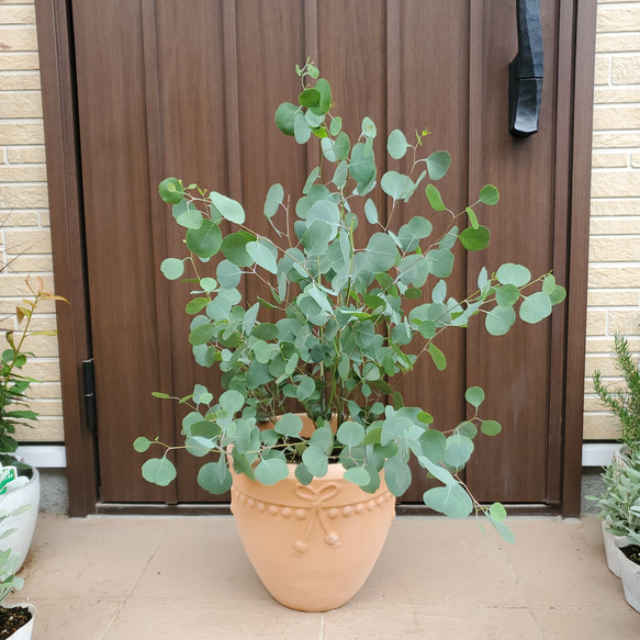 大苗　ユーカリポポラス　テラコッタ鉢植え　苗　シンボルツリー