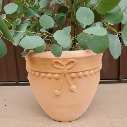 大きめ　ユーカリポポラス　壺型テラコッタ鉢植え　苗　苗木　シンボルツリー ユーカリ ポポラス 壺型テラコッタ鉢植え 苗 シンボルツリー