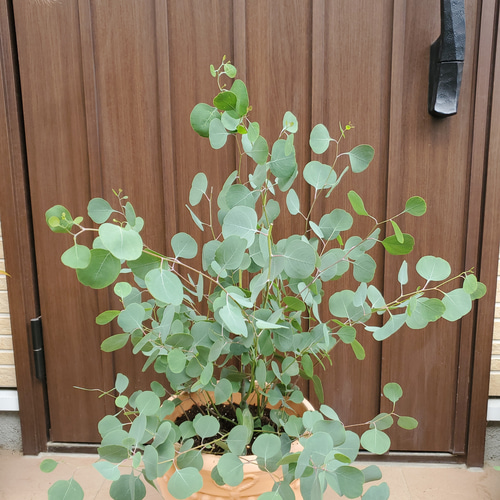 大苗　ユーカリポポラス　テラコッタ鉢植え　苗　シンボルツリー