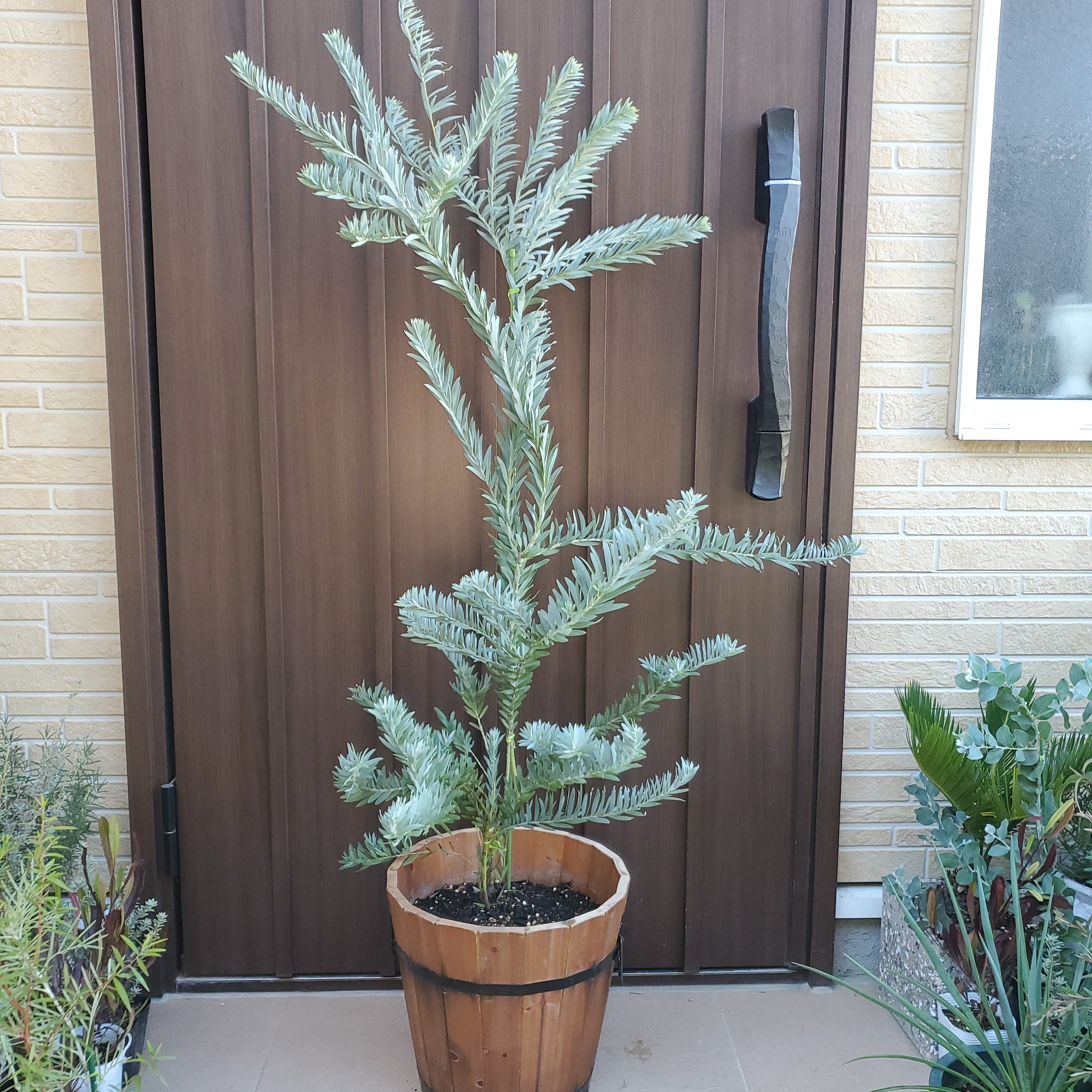 大きめ♪アカシア ブルーブッシュ ホワイト陶器鉢植え ミモザ苗