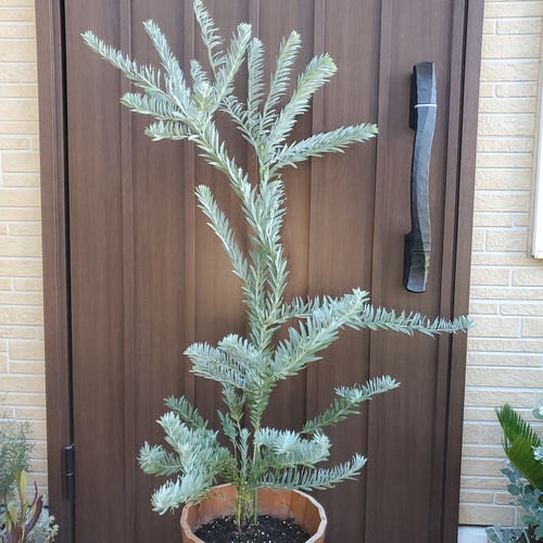 花芽付き　アカシア　ブルーブッシュ　ポット鉢植え　苗　ミモザ　オージープランツ アカシアブルーブッシュ 鉢植え ミモザ 苗 オージープランツ ロック