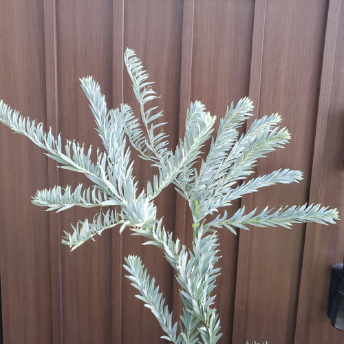 アカシアブルーブッシュ 樽型鉢植え ミモザ 苗 オージープランツ