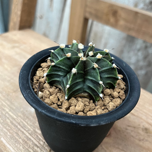 ギムノカリキウム LB2178 nyb 多肉植物 アルファガーデン 通販