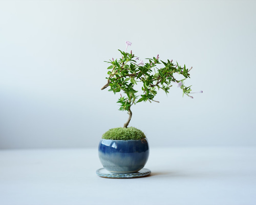 088f6c3acbac3184fc2dcdb7fa9831