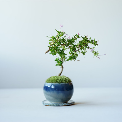 盆栽 maxresdefault.jpg