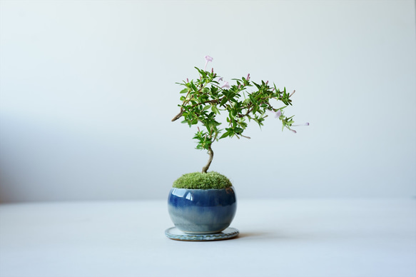 紫丁花｜宵雫のうつわ 盆栽 Sekibokka 通販 14650599｜Creema