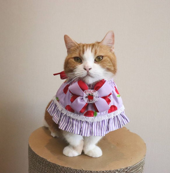 あきにゃん様確認用♡キャットセット Amazon.co.jp: Archie McPhee シークレットキャットカルトギャグギフト ウェルカムボード