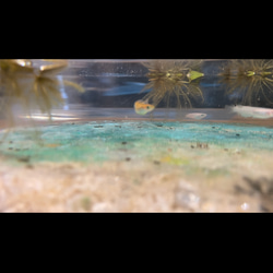 新作　アクアリウム　水槽&水底レジンアートパネルセット　スターフィッシュと白砂　金魚鉢　水鉢 3枚目の画像