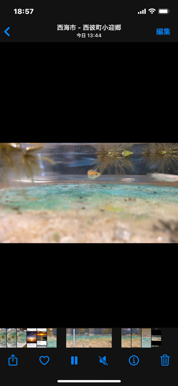 新作　アクアリウム　水槽&水底レジンアートパネルセット　スターフィッシュと白砂　金魚鉢　水鉢 3枚目の画像