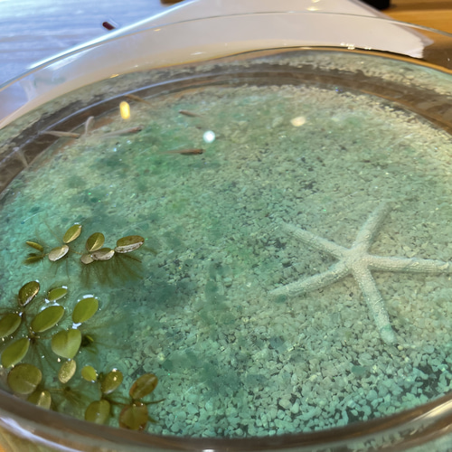 カラフル スターフィッシュ   ミニヒトデ　レジン ハーバリウム カラフル スターフィッシュ ミニヒトデ レジン ハーバリウム 【公式通販】