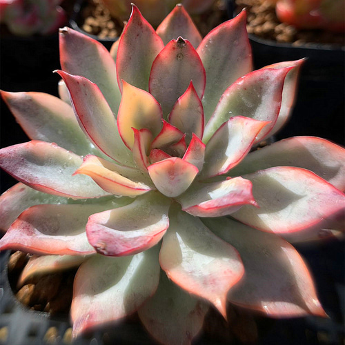 多色エケベリア寄せ植え こんにちは(⁠◍⁠•⁠ᴗ⁠•⁠◍⁠) Haru春です🪷 今度の土日 13(土