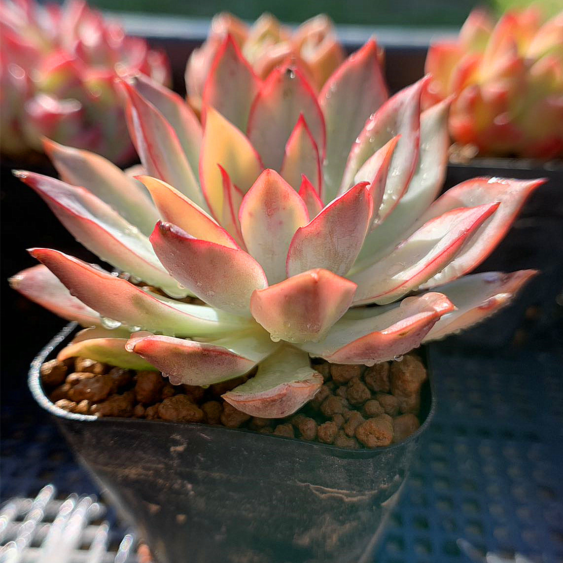 多肉植物　エケベリア swan lake錦　超レア　抜き苗 lake錦　超レア　抜き苗 多肉植物　エケベリア swan