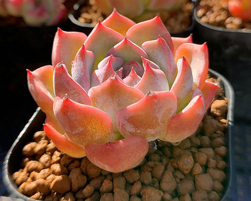 多色エケベリア寄せ植え 多肉植物の寄せ植え4号鉢植え の通販 | 園芸ネット