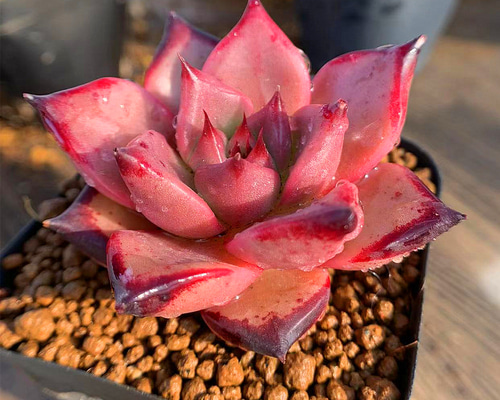 多肉植物 エボニー  抜き苗♡ エボニー 抜き苗 - メルカリ