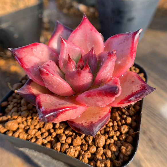 多肉植物 エボニー  抜き苗♡ 51HB2gQUOVL._UF350,350_QL50_.jpg